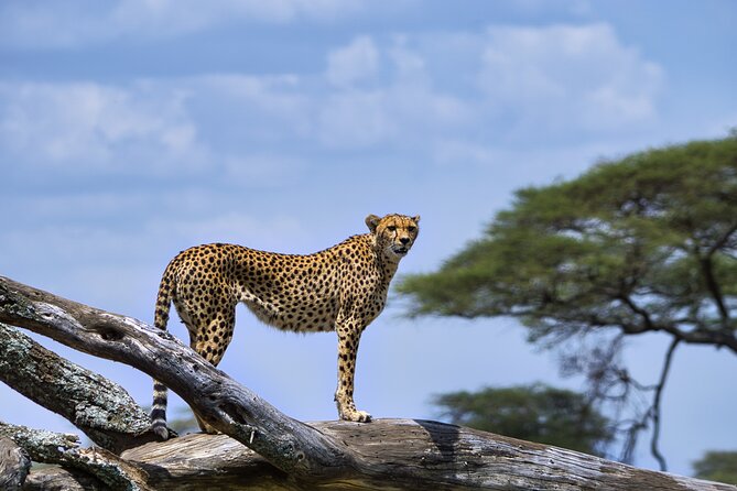 12 days Luxury Tanzania Honeymoon Safari and Zanzibar - The safari section is active, not leisurely