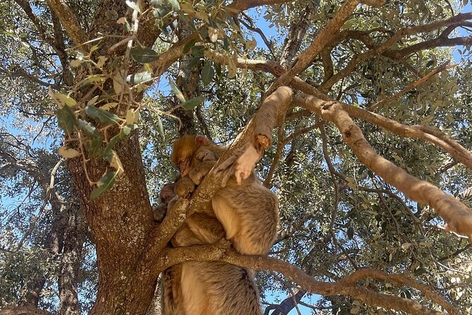 2 Days Luxury Magic Morocco Desert Tour From Fes To Fes - Midelt lunch and the long road south