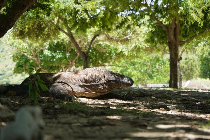 3 Days Deluxe Boat Private Cabin Sailing Trip in Komodo Island - Communication and safety checks