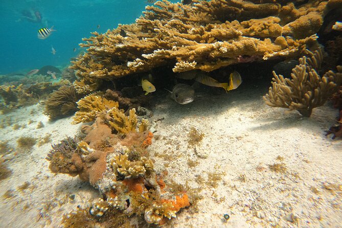 3 Hours VIP Semiprivate Tour Isla Mujeres Full Snorkeling Experience - Starting at Lighthouse Reef