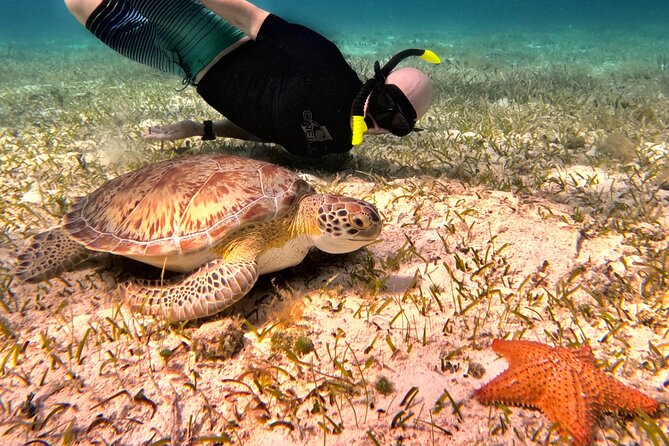 4 Hour Cozumel Turtle Sanctuary Experience on a Luxury Catamarán - What Happens at the Snorkeling Stops