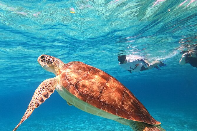 4 Hour Cozumel Turtle Sanctuary Experience on a Luxury Catamarán - The Ride Home and Possible Schedule Changes