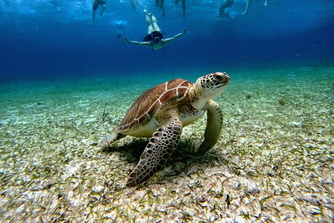 4 Hour Cozumel Turtle Sanctuary Experience on a Luxury Catamarán - The Turtle Sanctuary: Wonderful When Nature Cooperates