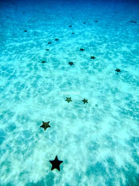 4 Hour Turtle Sanctuary Experience on a Luxury Catamarán - Practical packing for this exact trip
