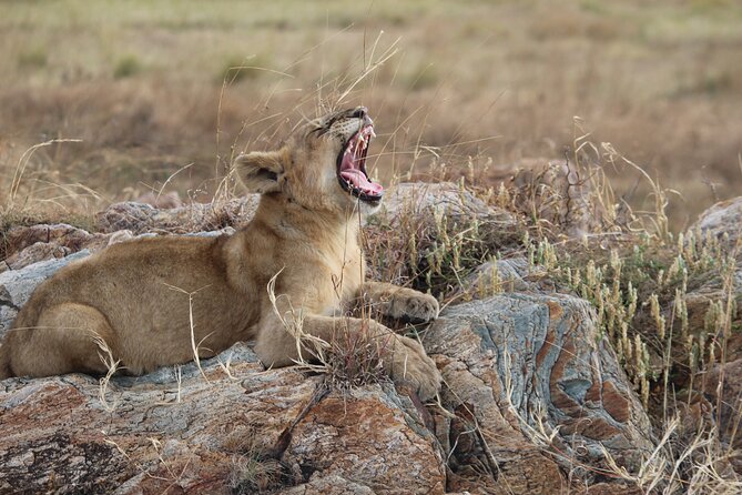 5 Days Best of Tanzania Luxury Safari Northern Circuit - Day 4: A long Serengeti game drive