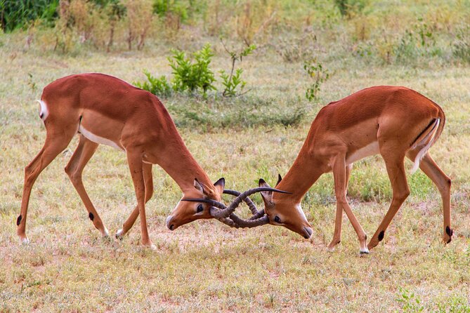 5 Days Lodge Luxury: A Taste of Tanzania Safari - Three parks, one compact northern Tanzania safari