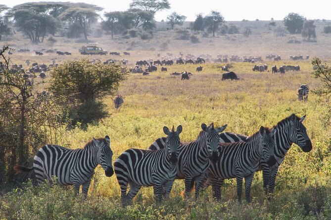 5 Days Lodge Luxury: A Taste of Tanzania Safari - Day 3: Down into Ngorongoro Crater