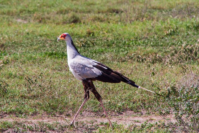 5 Days Lodge Luxury: A Taste of Tanzania Safari - Day 4: Lake Manyara’s woodland and Rift Valley views