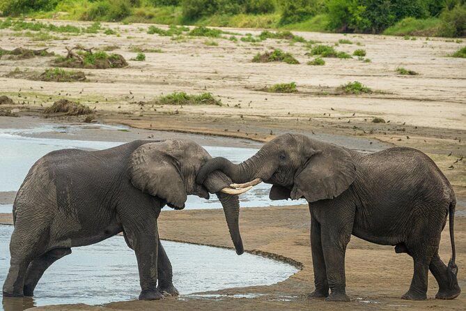5 Days Lodge Luxury: A Taste of Tanzania Safari - What private travel changes