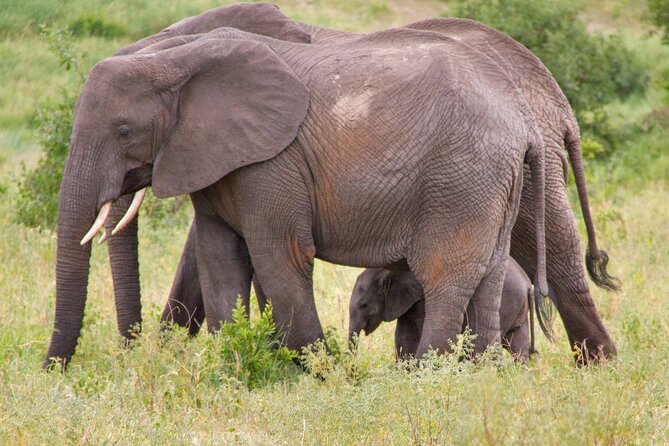 5 Days Lodge Luxury: A Taste of Tanzania Safari - Lodge comfort, meals, and extra costs