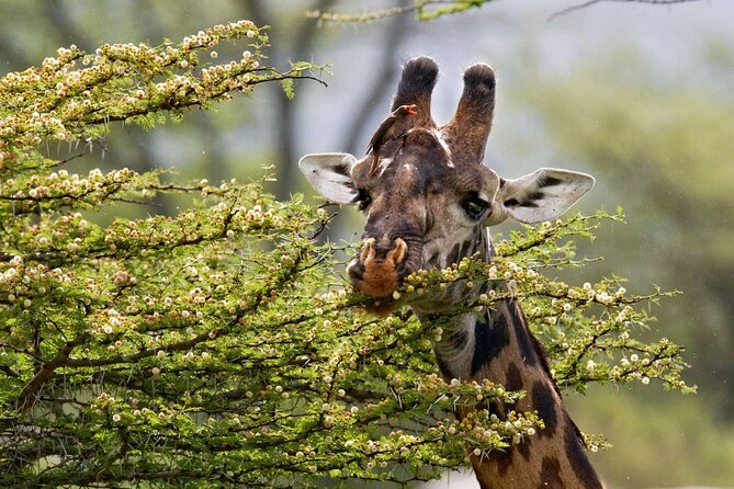 5 Days Lodge Luxury: A Taste of Tanzania Safari - Day 2: Tarangire’s elephants and ancient baobabs
