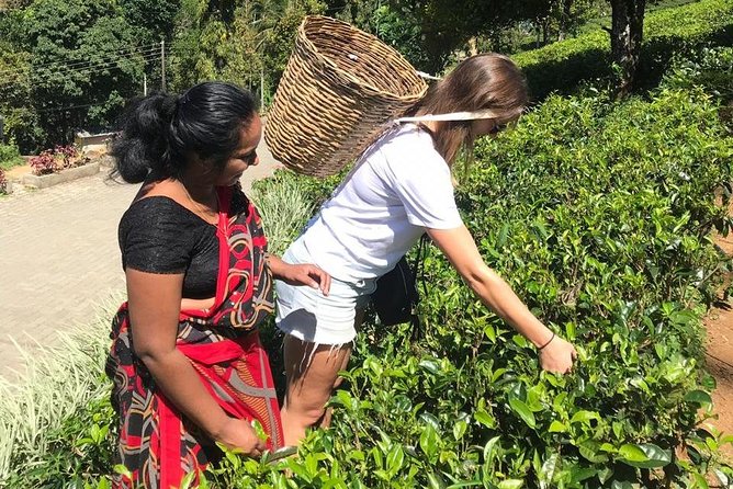 5 Days Tour in Sri Lanka (Hotels with Breakfast & Luxury Car) - Who will enjoy this demanding schedule