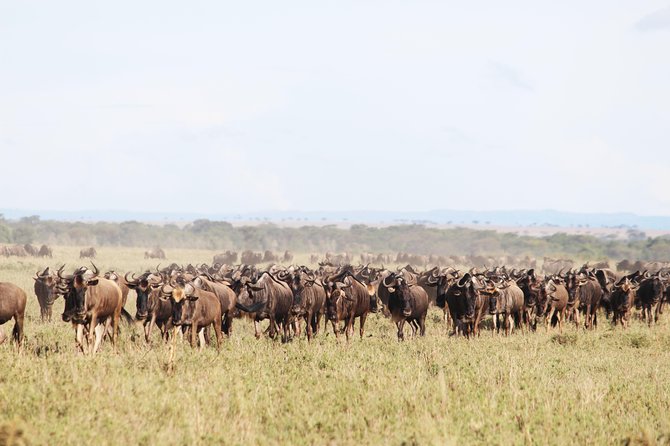 7-Day Premium Luxury Tanzania Safari All-Inclusive - Day 5: A full day among the Serengeti herds