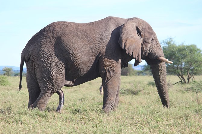7-Day Premium Luxury Tanzania Safari All-Inclusive - Day 6: Down into Ngorongoro Crater