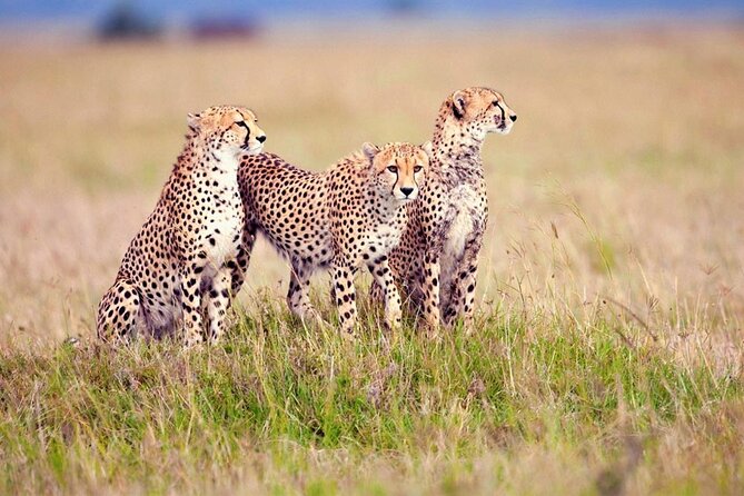 7 Days Tanzania Luxury Safaris - Day 3: the long road to Serengeti