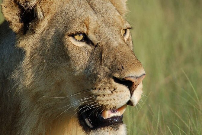 7 Days Tanzania Luxury Safaris - Day 6: inside Ngorongoro Crater