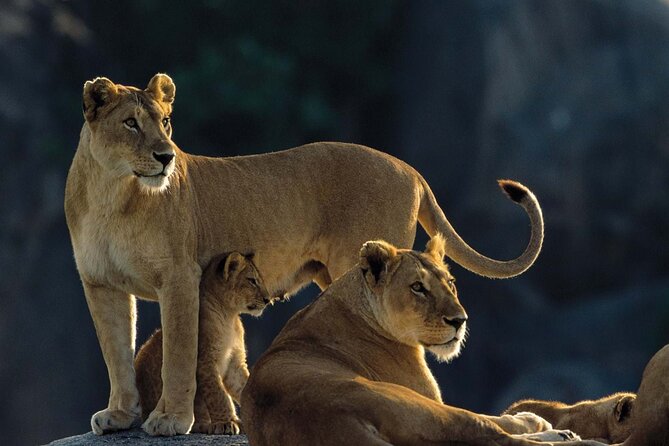 7 Days Tanzania Luxury Safaris - Day 2: forest, monkeys, and Lake Manyara