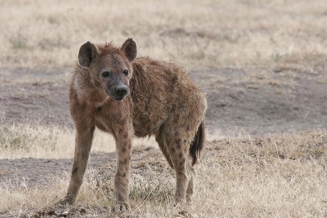 9-Day Ultimate Tanzania Honeymoon Safari Luxury Package - What this Tanzania honeymoon safari does well