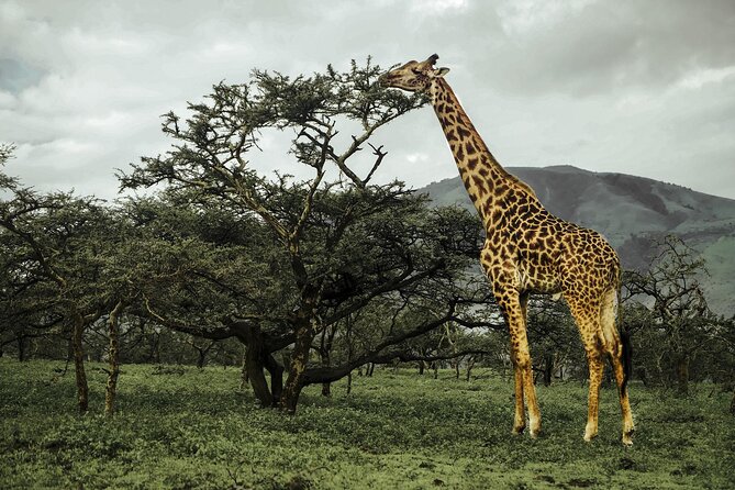 9-Day Ultimate Tanzania Honeymoon Safari Luxury Package - What the $17,825 price means