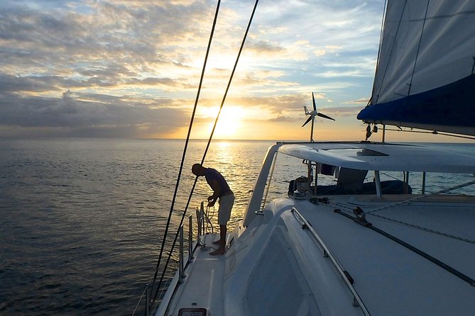 Afternoon Luxury Catamaran Sailing and Charter Cruise from Bridgetown - Stop one: turtles in Carlyle Bay
