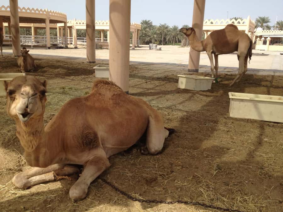 Al Hidd: Bahrain in a Day - Exclusive MSC Cruise Passengers - Bahrain International Circuit and modern Bahrain