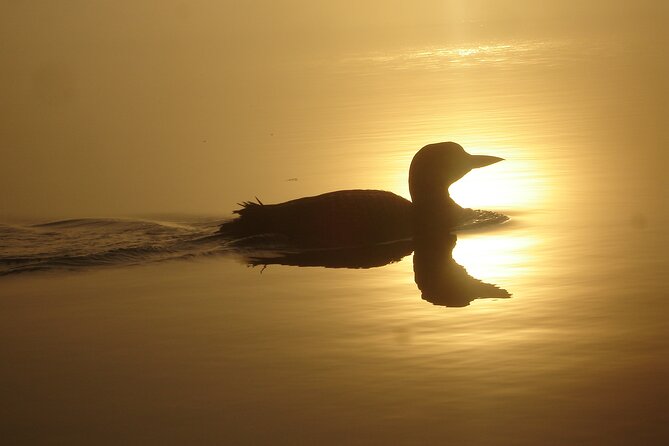 Algonquin Park 3-Day Deluxe Camping & Canoeing Adventure - Day three: sunrise, wildlife, and Tom Thomson