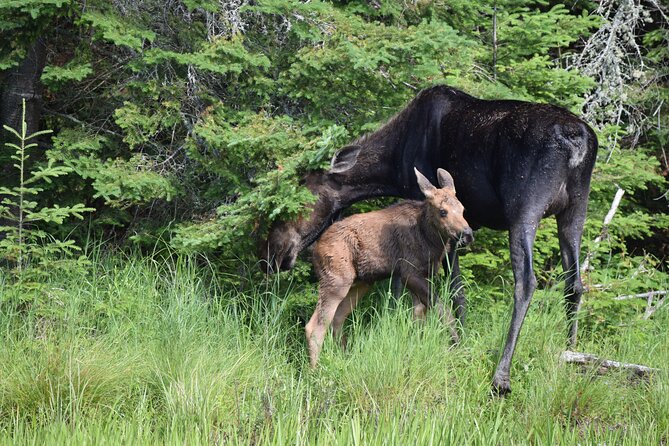 Algonquin Park 3-Day Deluxe Camping & Canoeing Adventure - Who should book this three-day adventure?