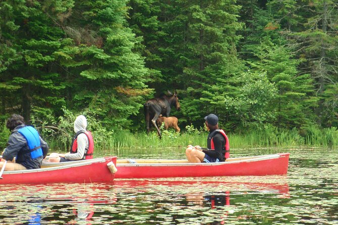 Algonquin Park 3-Day Deluxe Camping & Canoeing Adventure - Day two: beaver ponds, moose country, and a sauna