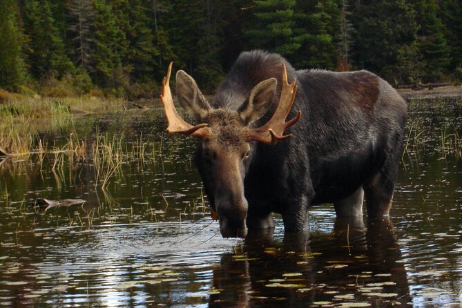Algonquin Park 4-Day Deluxe Camping & Canoeing Adventure - Day Two: Beaver Lodges, Narrow Inlets, and a Swim
