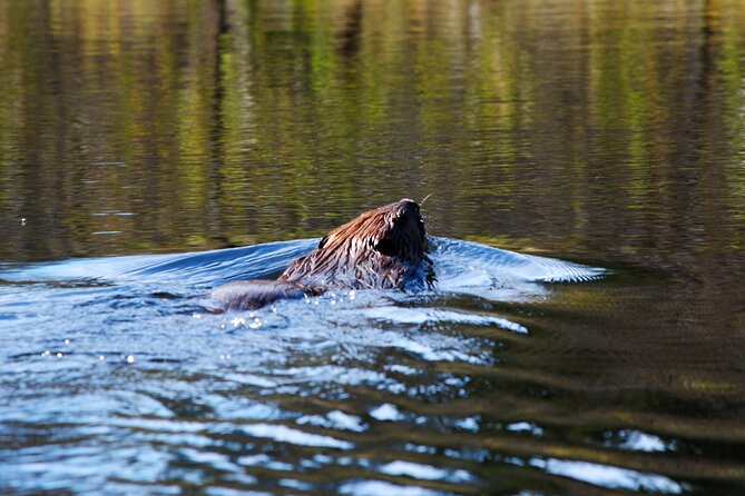 Algonquin Park 4-Day Deluxe Camping & Canoeing Adventure - Night Paddling Under Algonquin Stars