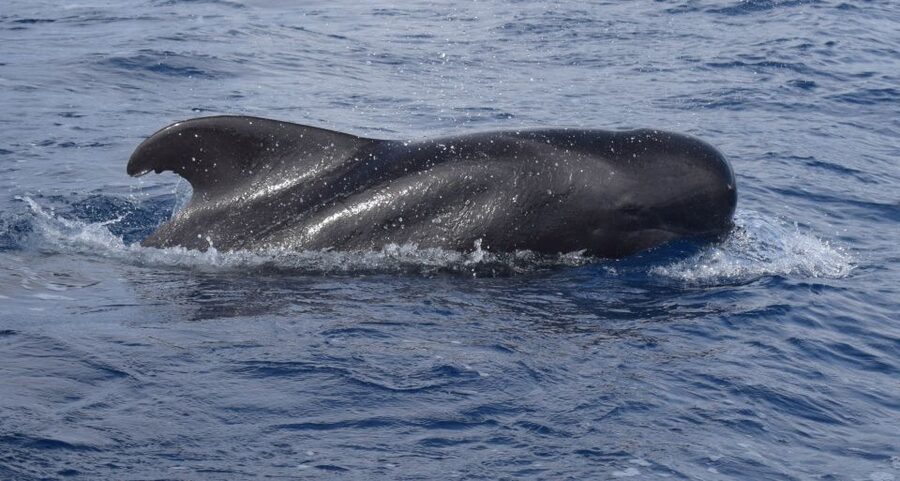 All Inclusive Whale and Dolphin Watching Luxury Tour - Setting off from Funchal’s new marina