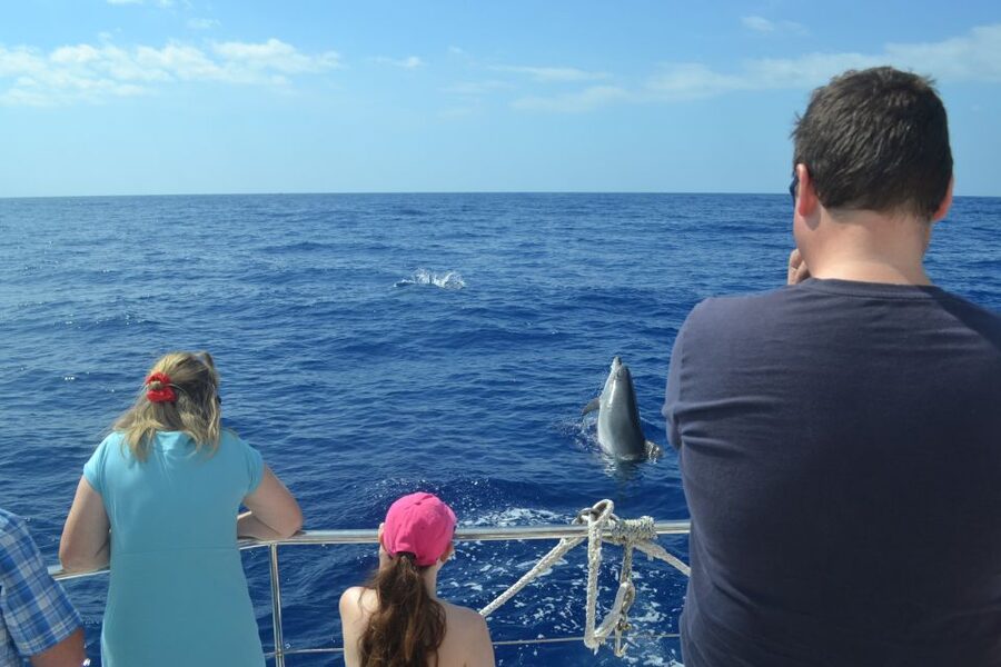 All Inclusive Whale and Dolphin Watching Luxury Tour - Cabo Girão: a swim beneath Madeira’s great cliff