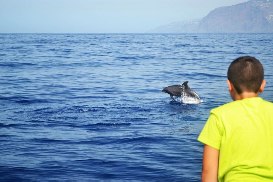 All Inclusive Whale and Dolphin Watching Luxury Tour - The final 45 minutes back to Funchal