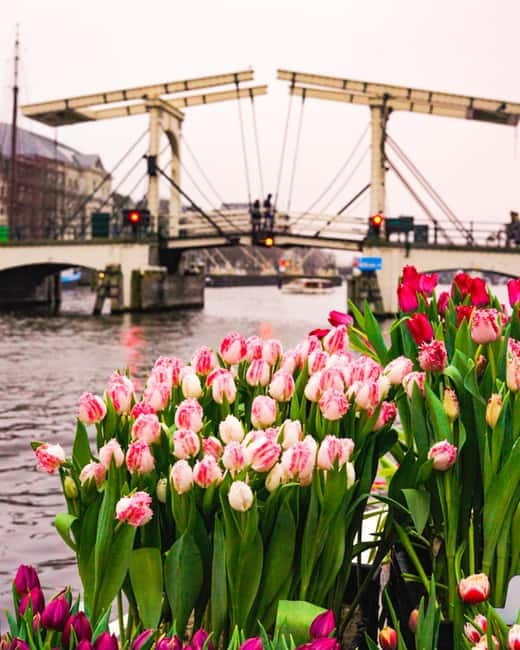 Amsterdam: Premium Tulip Boat Canal Tour - Should you book the Premium Tulip Boat Canal Tour?