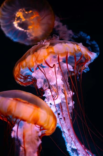 Aquarium & StanleyPark+20 Gem Spots+City/Vip Car+Small Group - Key points to know