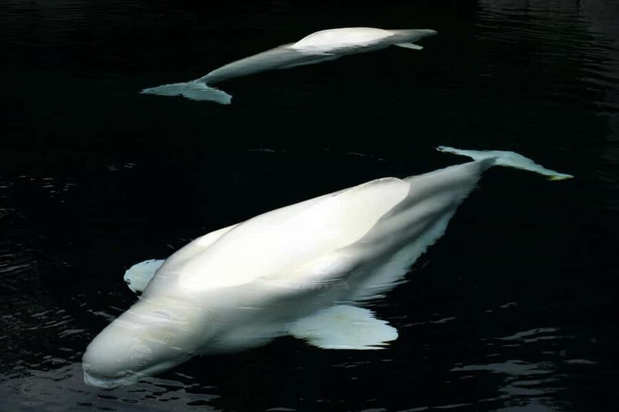 Aquarium & StanleyPark+20 Gem Spots+City/Vip Car+Small Group - A fast, comfortable way to see Stanley Park