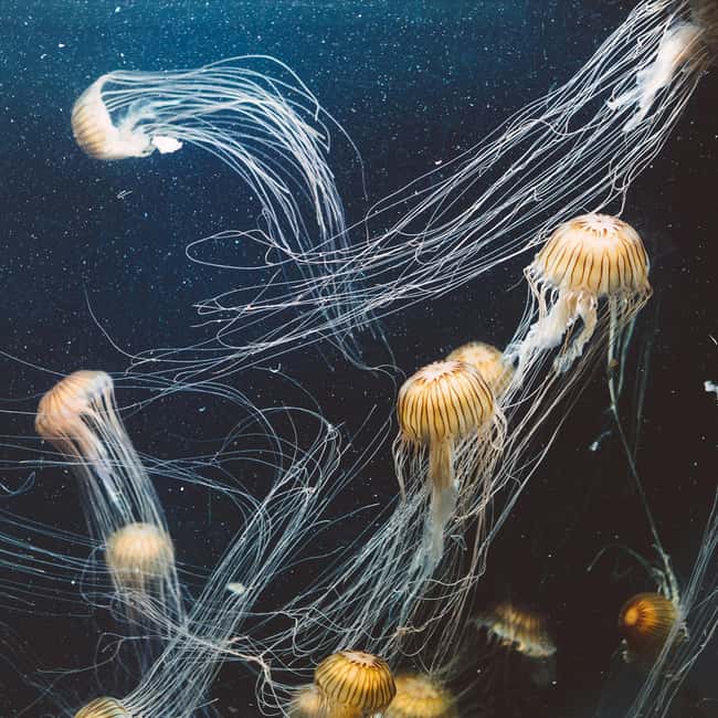 Aquarium & StanleyPark+20 Gem Spots+City/Vip Car+Small Group - Hollow Tree, beaches, and Lost Lagoon