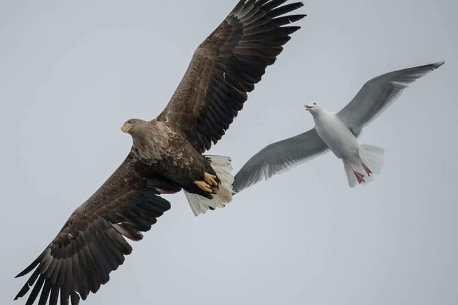 Arctic Fjordcruise & Safari in Tromso with Luxury Catamaran - Fjellheisen from a different angle