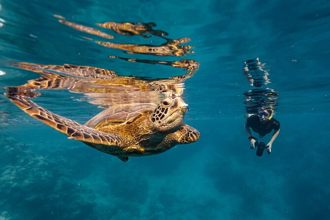 Ariki Adventures: Premium Sea Scooter Turtle Adventure - From the Ara Tapu Meeting Point to the Reef