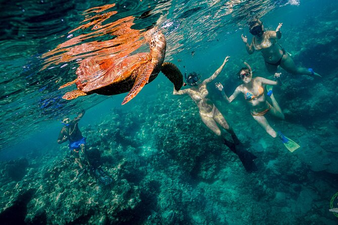 Ariki Adventures: Premium Sea Scooter Turtle Adventure - Group Size, Crowding, and the Real Atmosphere