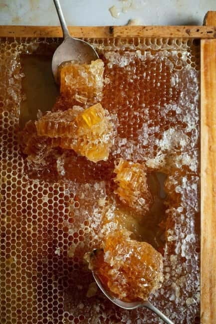 Athens: Premium Greek Honey Tasting - Why the plant source matters in Greek honey
