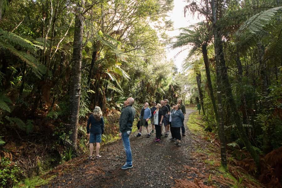 Auckland City, Beaches & Rainforest Premium Small Group Tour - Auckland by vehicle, not by walking tour