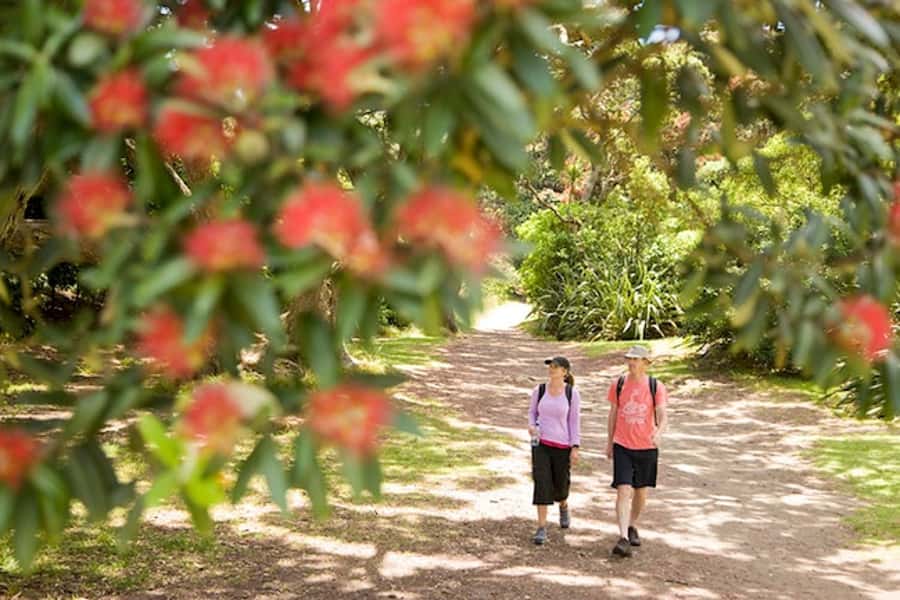 Auckland City & West Coast Luxury Tour - A full day that explains Auckland’s appeal