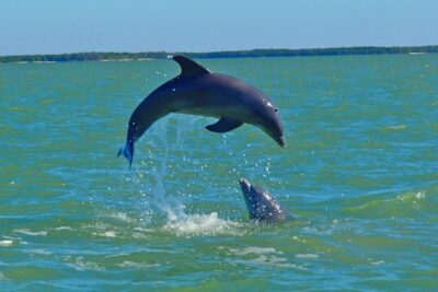 Avi’s Premium Dolphin Tour by Jet Ski