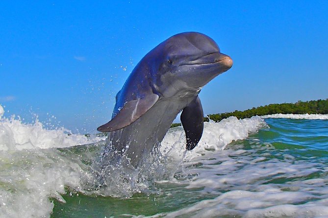 Avi's Premium Dolphin Tour by Jet Ski - What the outing is worth