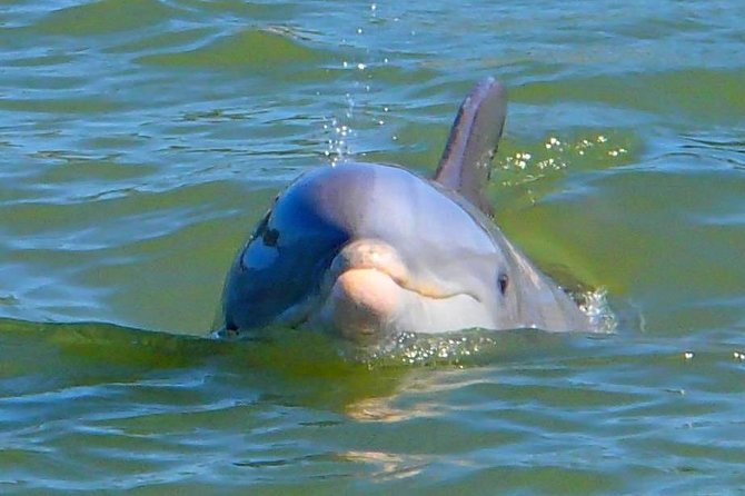 Avi's Premium Dolphin Tour by Jet Ski - Who will enjoy this jet ski tour most