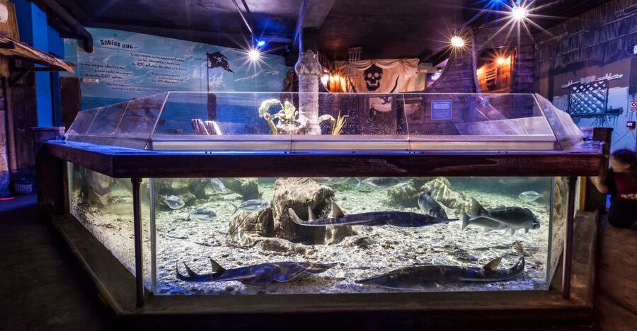 Benalmádena: Sea Life Benalmádena Premium Entry Ticket - Key points to know before you go