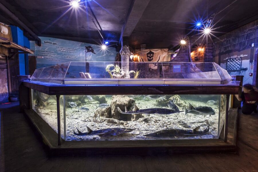 Benalmádena: Sea Life Benalmádena Premium Entry Ticket - Feeds, quiz trails, and short talks
