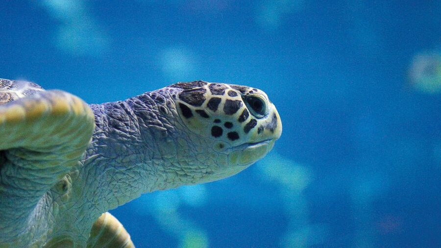 Benalmádena: Sea Life Benalmádena Premium Entry Ticket - How much time should you allow?