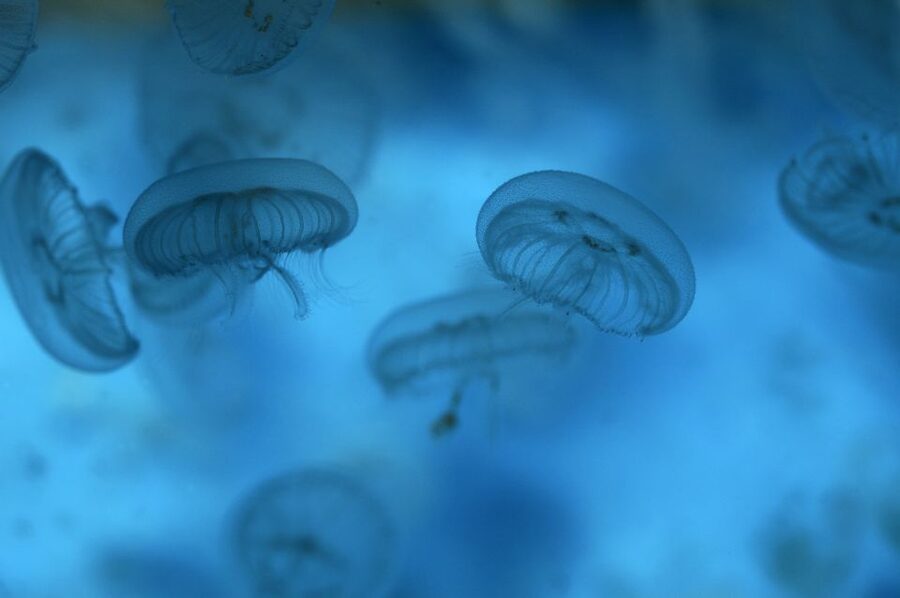 Benalmádena: Sea Life Benalmádena Premium Entry Ticket - Price, value, and who should book